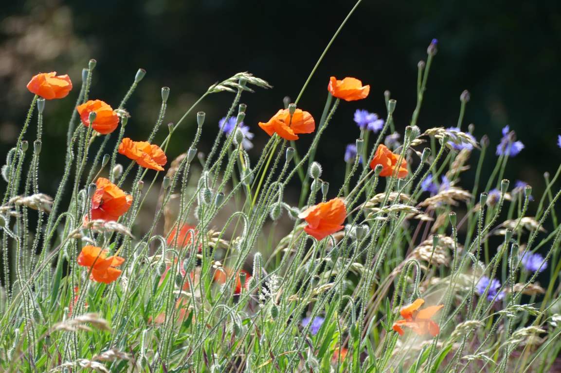 Beispiel NEWS-Introbild